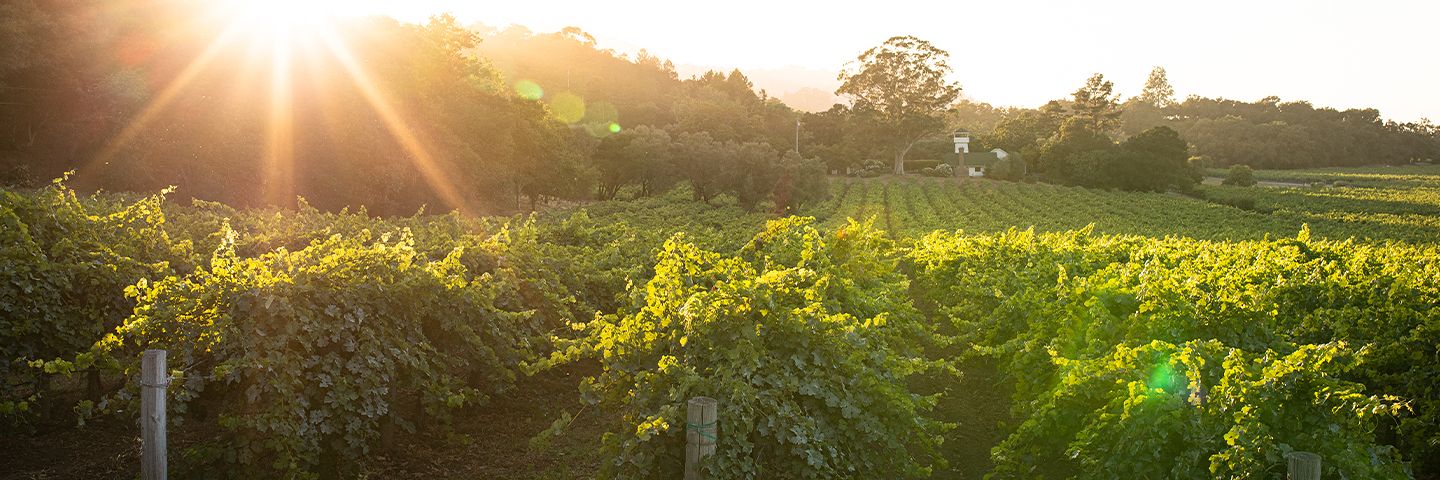 Rows of grapevines in a vineyard illuminated by a bright sunburst at sunset.