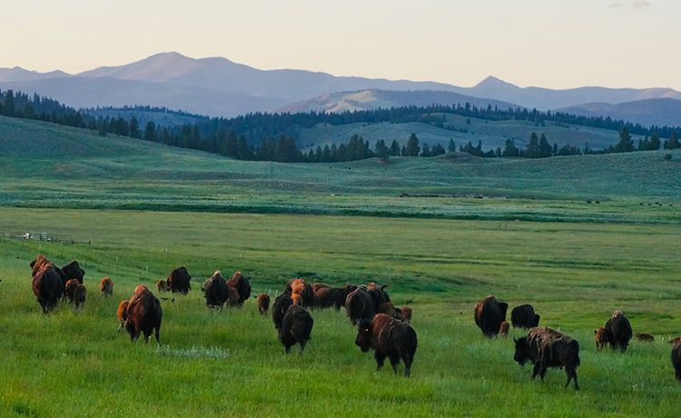 Paws Up Montana
