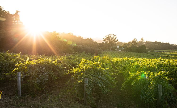 Heitzcellar